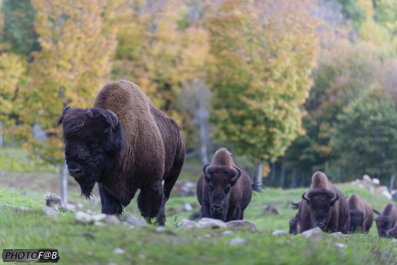 Observation des bisons